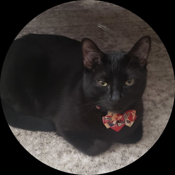 spoiledblackcat